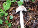 Coprinopsis alutaceivelata image