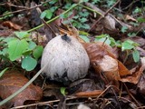 Coprinopsis alutaceivelata image