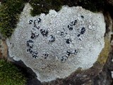 Tephromela atra var. atra image