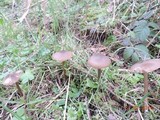 Entoloma holoconiotum image