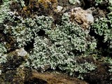 Leprocaulon microscopicum image