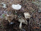 Clitocybe fragrans image