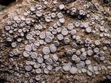 Ochrolechia parella image