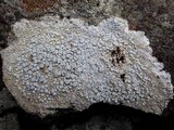Ochrolechia parella image