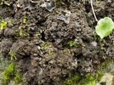 Peltigera praetextata image