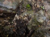 Peltigera praetextata image