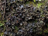Peltigera neckeri image