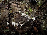 Peltigera neckeri image