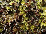 Peltigera polydactylon image