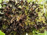 Peltigera polydactylon image