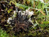Peltigera polydactylon image