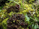 Peltigera polydactylon image