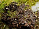 Peltigera praetextata image