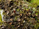 Peltigera praetextata image