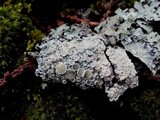 Ochrolechia tartarea image