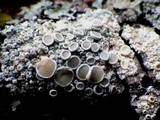 Ochrolechia tartarea image
