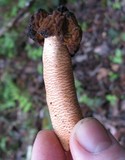 Verpa bohemica image