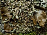 Parmelia omphalodes image