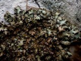 Parmelia omphalodes image
