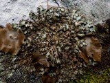 Parmelia omphalodes image
