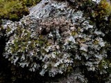 Parmelia saxatilis image