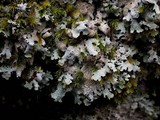 Parmelia saxatilis image