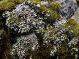 Parmelia saxatilis image