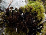 Parmelia saxatilis image