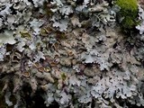 Parmelia saxatilis image
