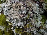 Parmelia saxatilis image