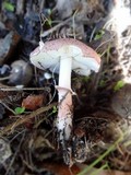 Lepiota decorata image