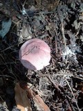 Lepiota decorata image