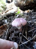 Lepiota decorata image