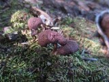Tubaria punicea image