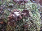 Tubaria punicea image