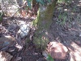 Tubaria punicea image