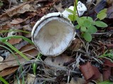 Amanita sect. Vaginatae image