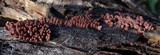 Arcyria denudata image