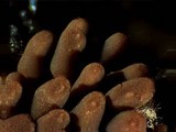 Arcyria denudata image