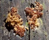 Arcyria obvelata image