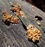 Arcyria obvelata image