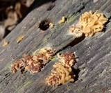 Arcyria obvelata image