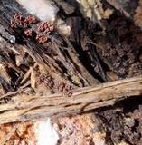 Arcyria denudata image