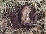 Calvatia cyathiformis image