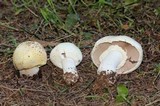 Agaricus albolutescens image