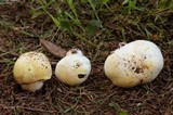 Agaricus albolutescens image