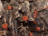 Scutellinia crinita image