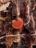 Scutellinia crinita image