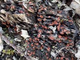 Scutellinia crinita image