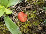 Scutellinia barlae image